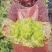蔬菜供应儿菜