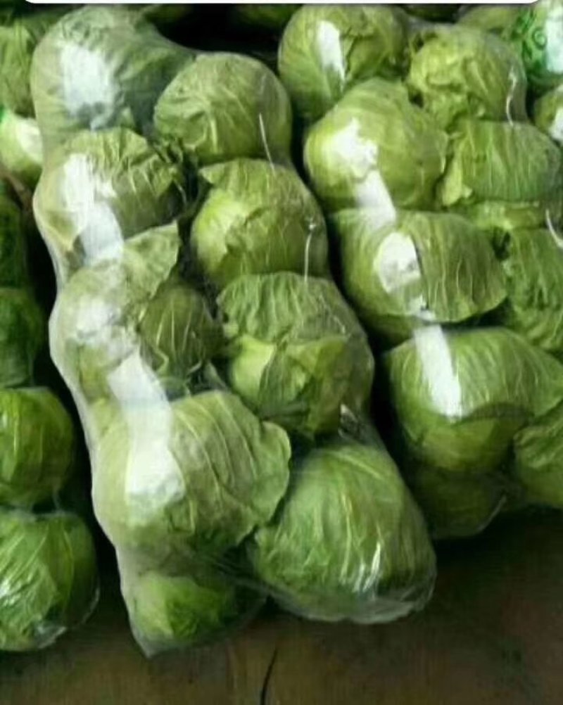 绿甘蓝大量供应中，包您满载而归。河北邯郸蔬菜基地欢迎您