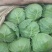 绿甘蓝大量供应中，包您满载而归。河北邯郸蔬菜基地欢迎您