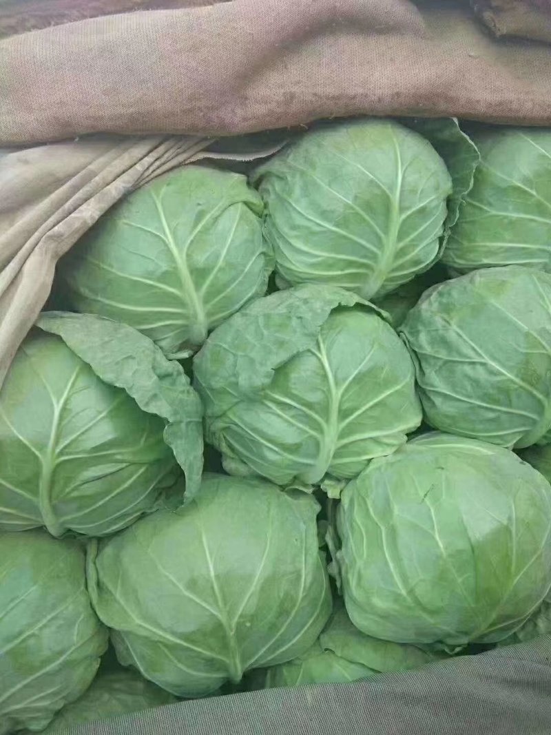 绿甘蓝大量供应中，包您满载而归。河北邯郸蔬菜基地欢迎您