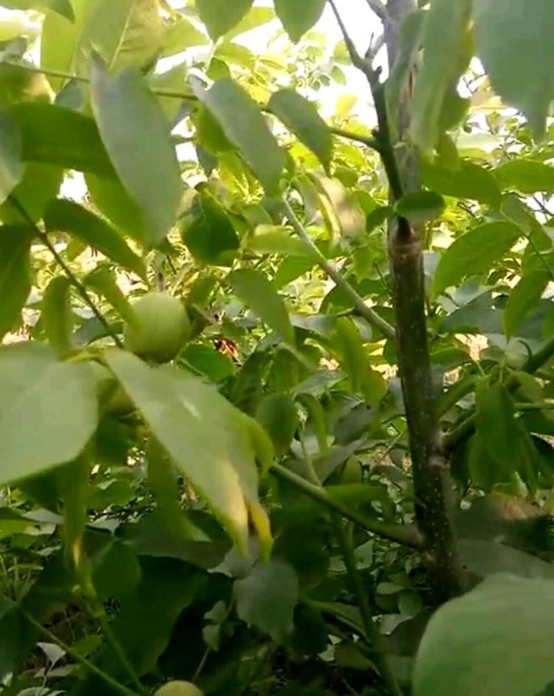 河南焦作核桃树苗清香核桃树苗嫁接品种正宗量大从优薄皮核桃