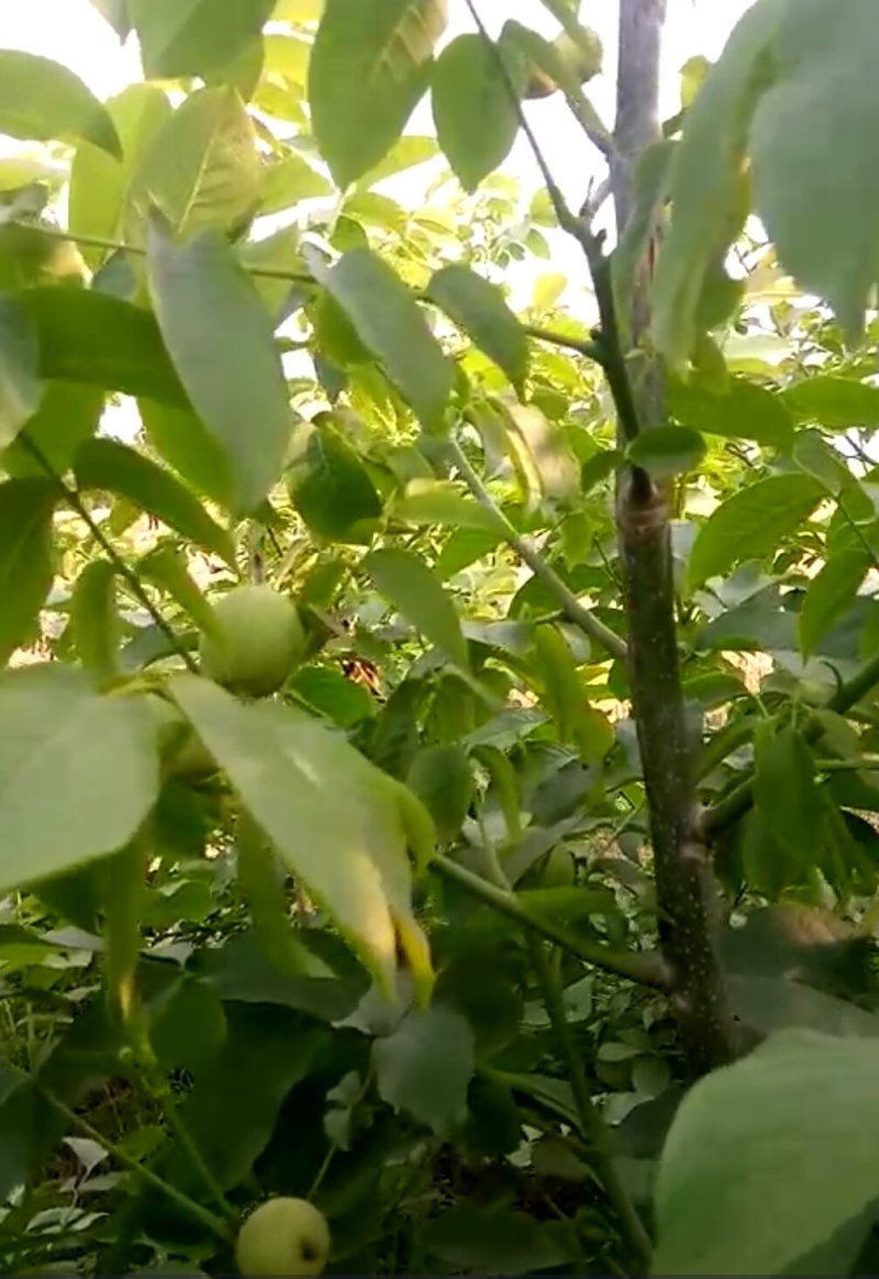 河南焦作核桃树苗清香核桃树苗嫁接品种正宗量大从优薄皮核桃