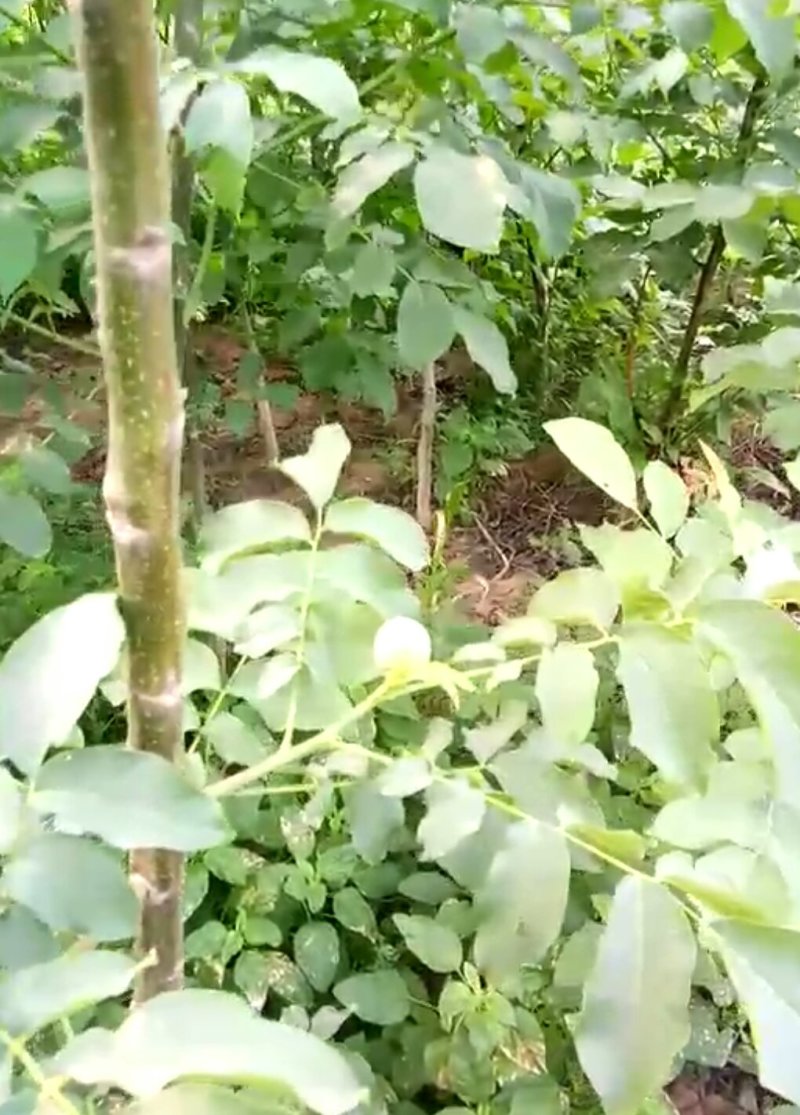 河南焦作核桃树苗清香核桃树苗嫁接品种正宗量大从优薄皮核桃