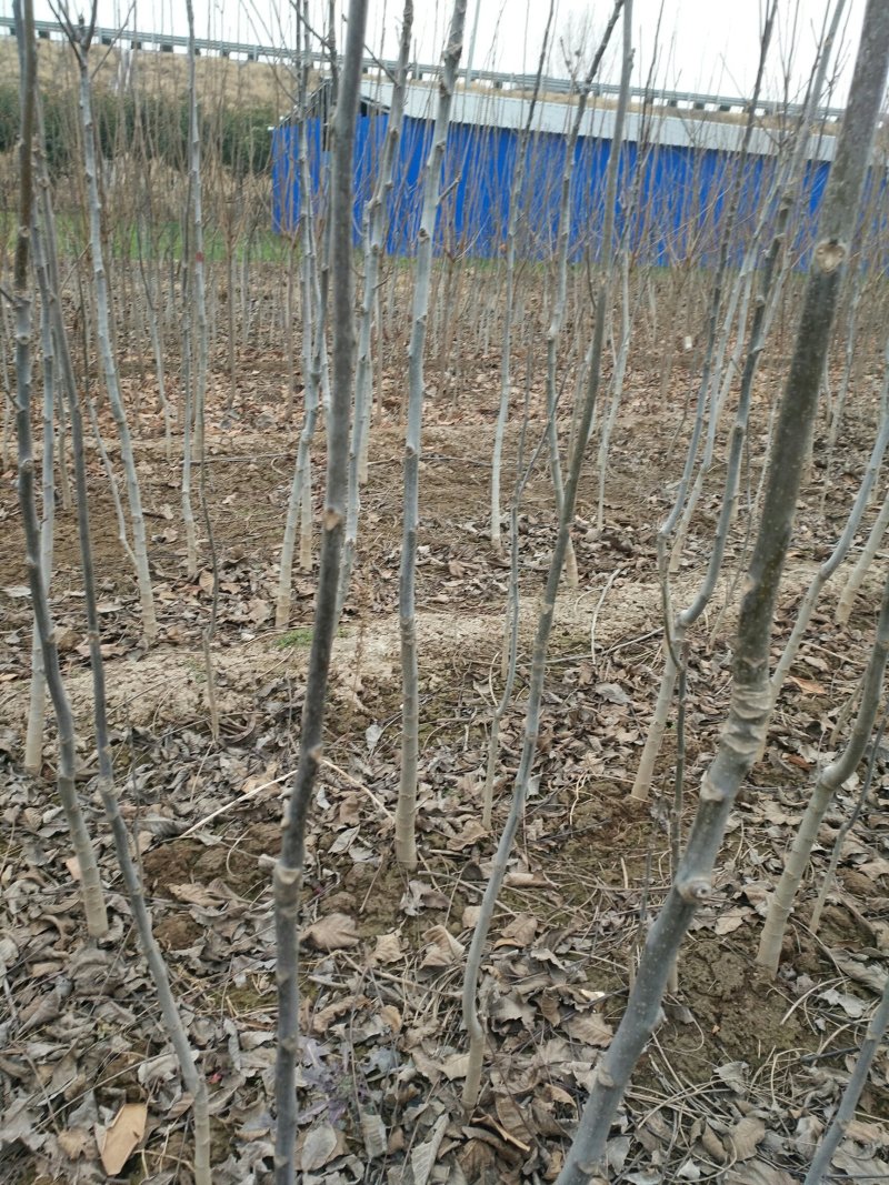 河南焦作核桃树苗清香核桃树苗嫁接品种正宗量大从优薄皮核桃