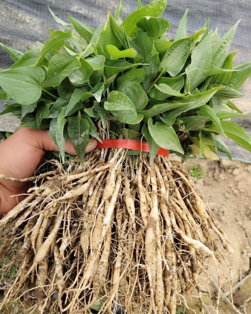 对叶大良种百部种苗包教种植技术