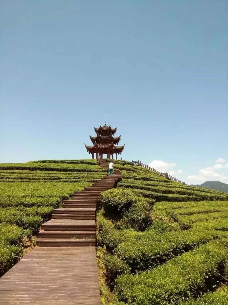 富硒白茶