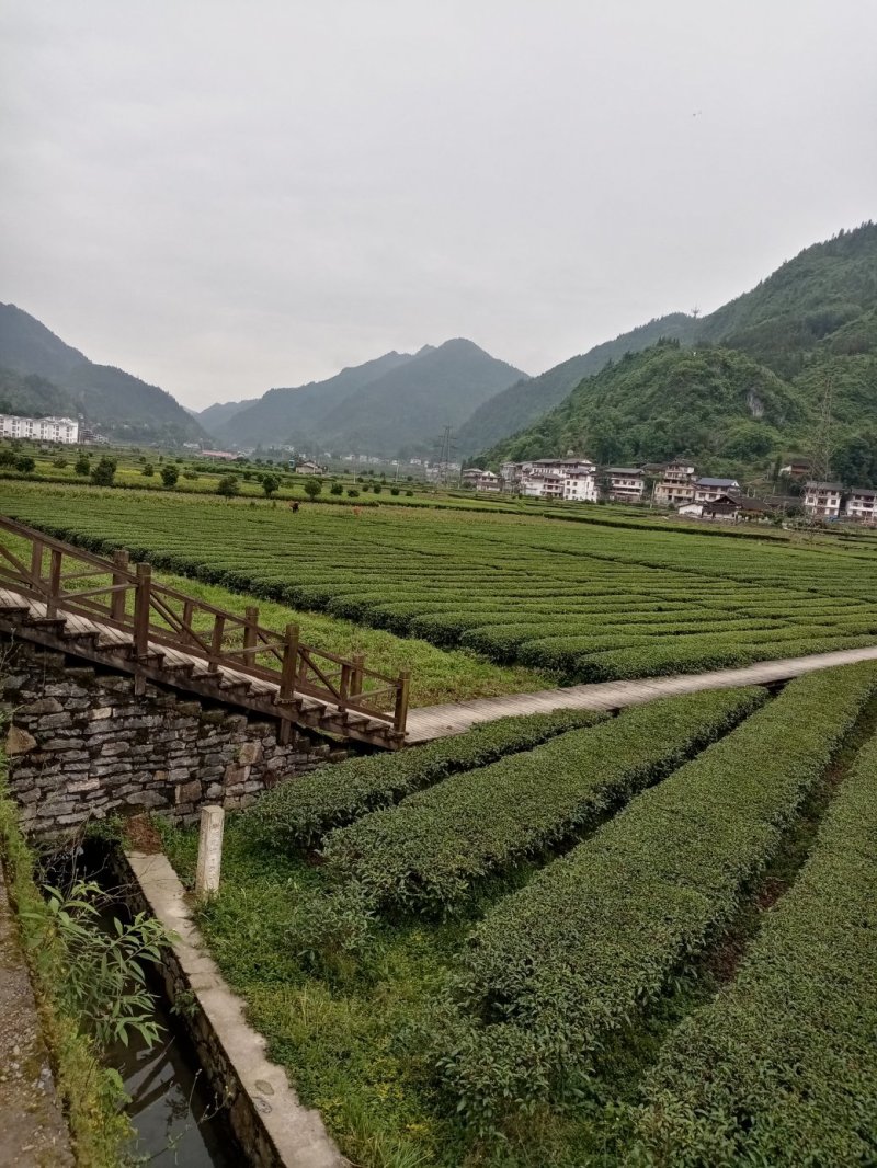 富硒白茶