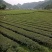 富硒白茶
