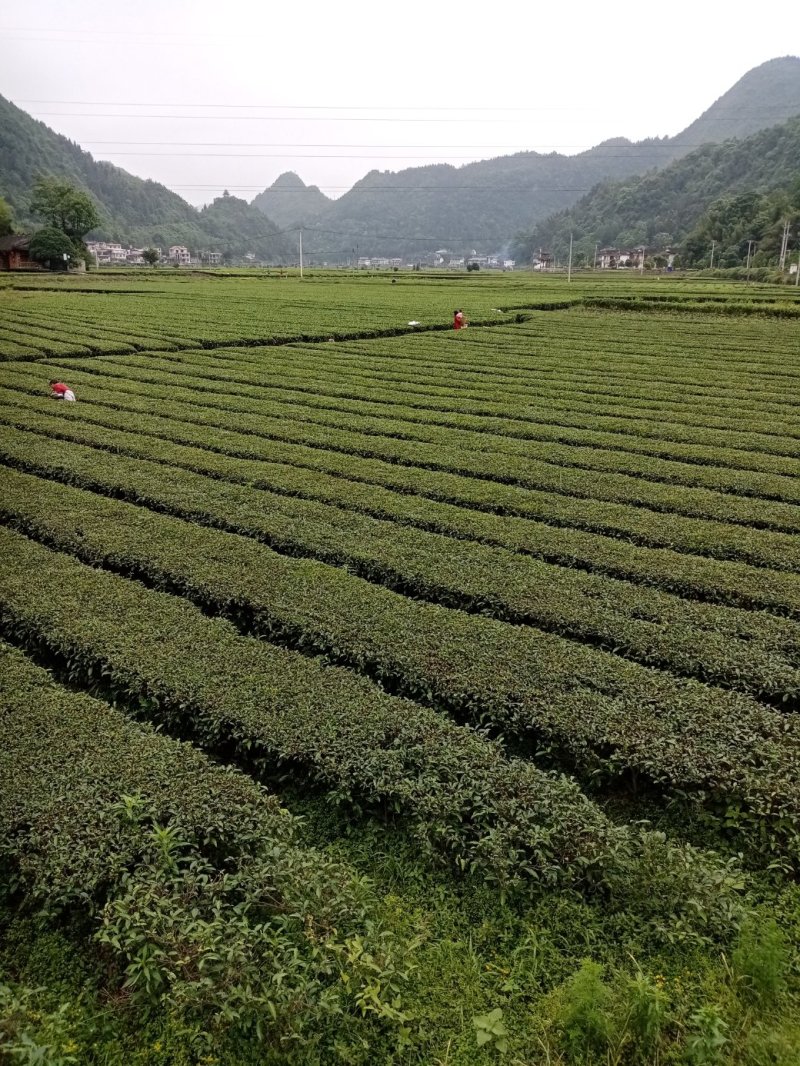 富硒白茶