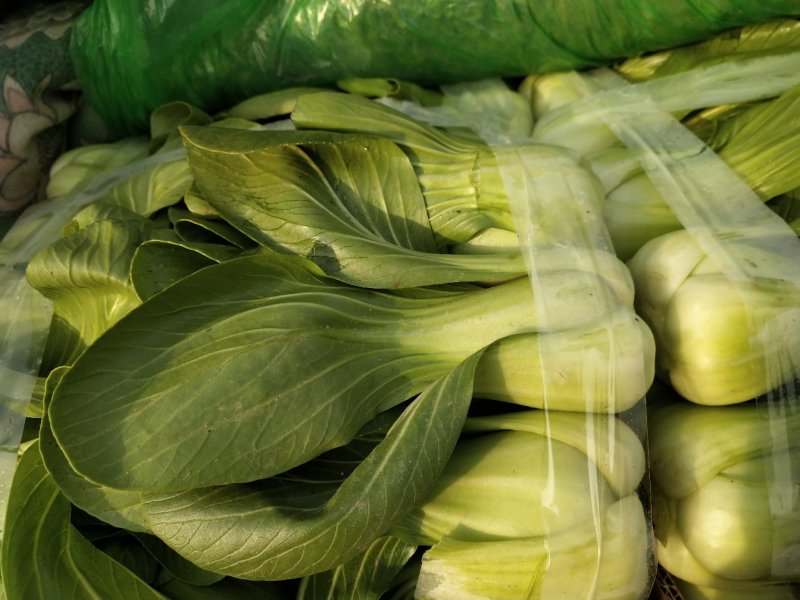 上海青小白菜10~20cm叶菜齐全，专业代收，邯郸蔬菜