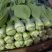 上海青小白菜10~20cm叶菜齐全，专业代收，邯郸蔬菜