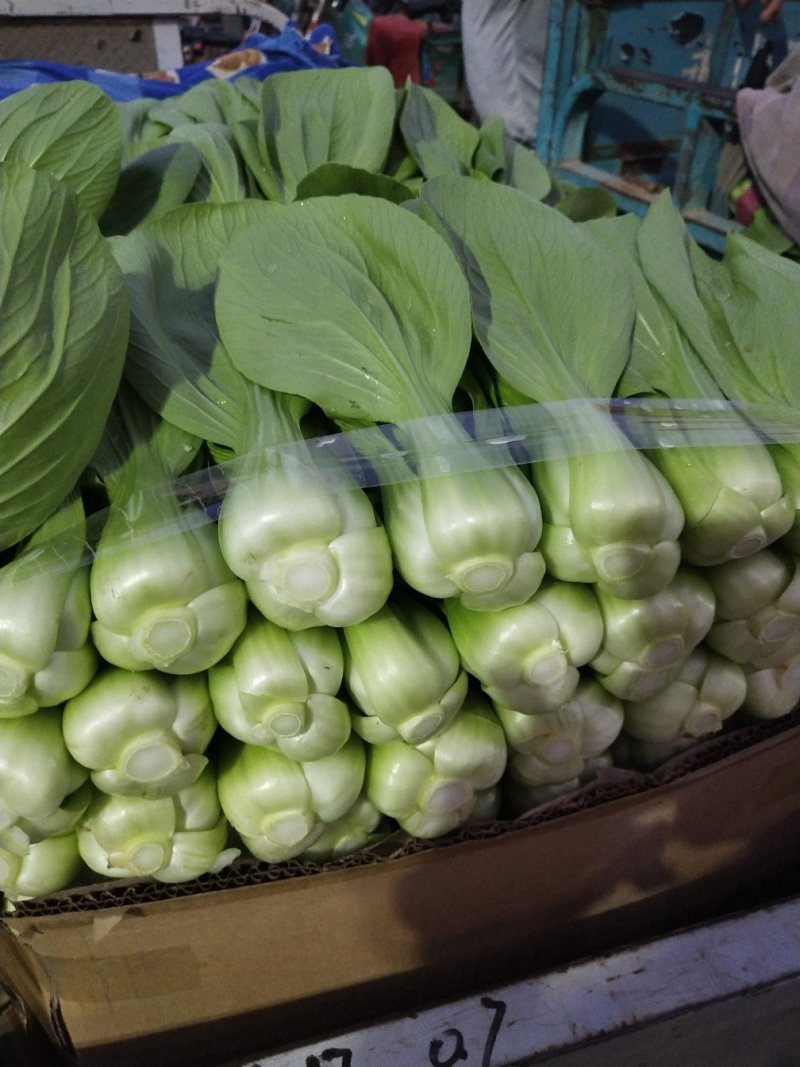 上海青小白菜10~20cm叶菜齐全，专业代收，邯郸蔬菜