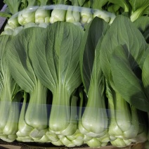上海青小白菜10~20cm叶菜齐全，专业代收，邯郸蔬菜