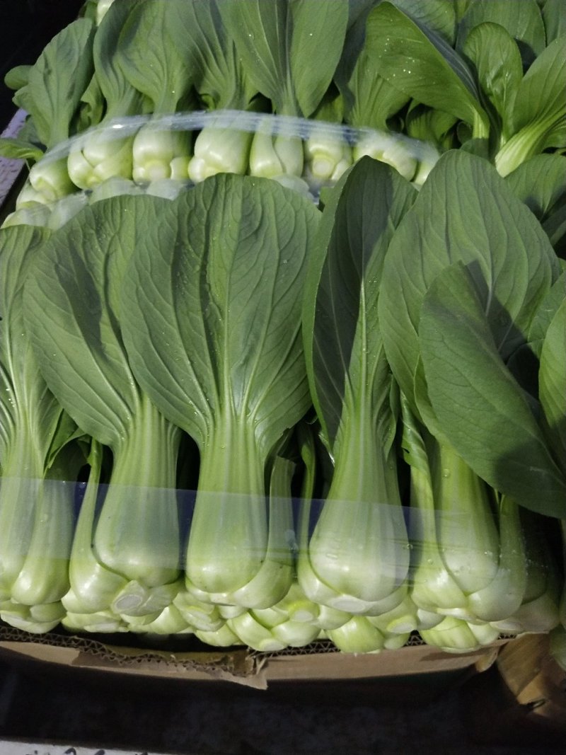 上海青小白菜10~20cm叶菜齐全，专业代收，邯郸蔬菜