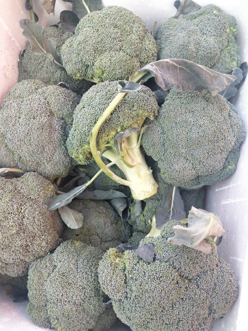 上海青小白菜10~20cm叶菜齐全，专业代收，邯郸蔬菜