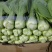 上海青小白菜10~20cm叶菜齐全，专业代收，邯郸蔬菜