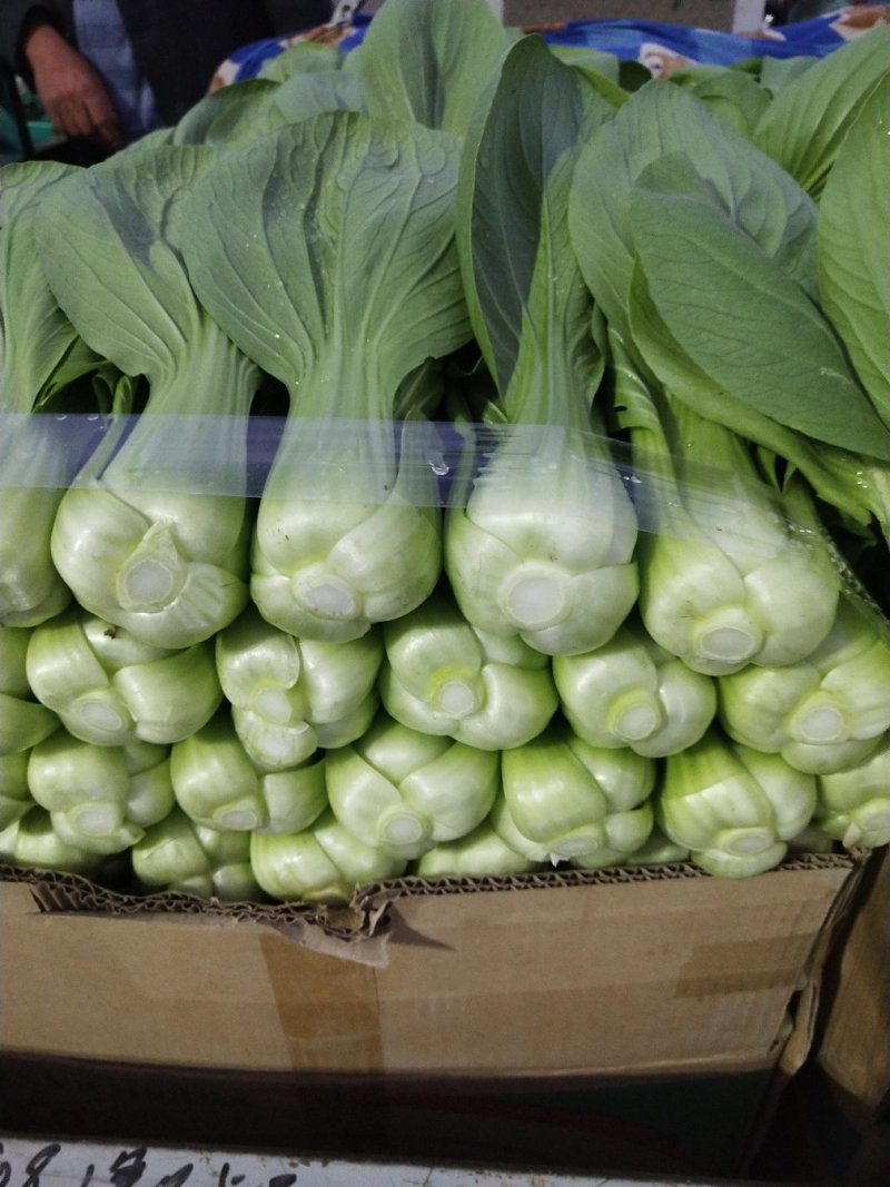 上海青小白菜10~20cm叶菜齐全，专业代收，邯郸蔬菜