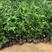 耐寒红豆杉树苗盆栽室内植物净化空气花卉绿植