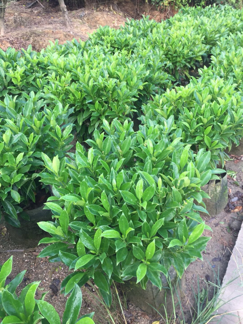 非洲茉莉室内客厅庭院大型花卉盆栽植物四季常青净化空气