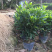 非洲茉莉室内客厅庭院大型花卉盆栽植物四季常青净化空气