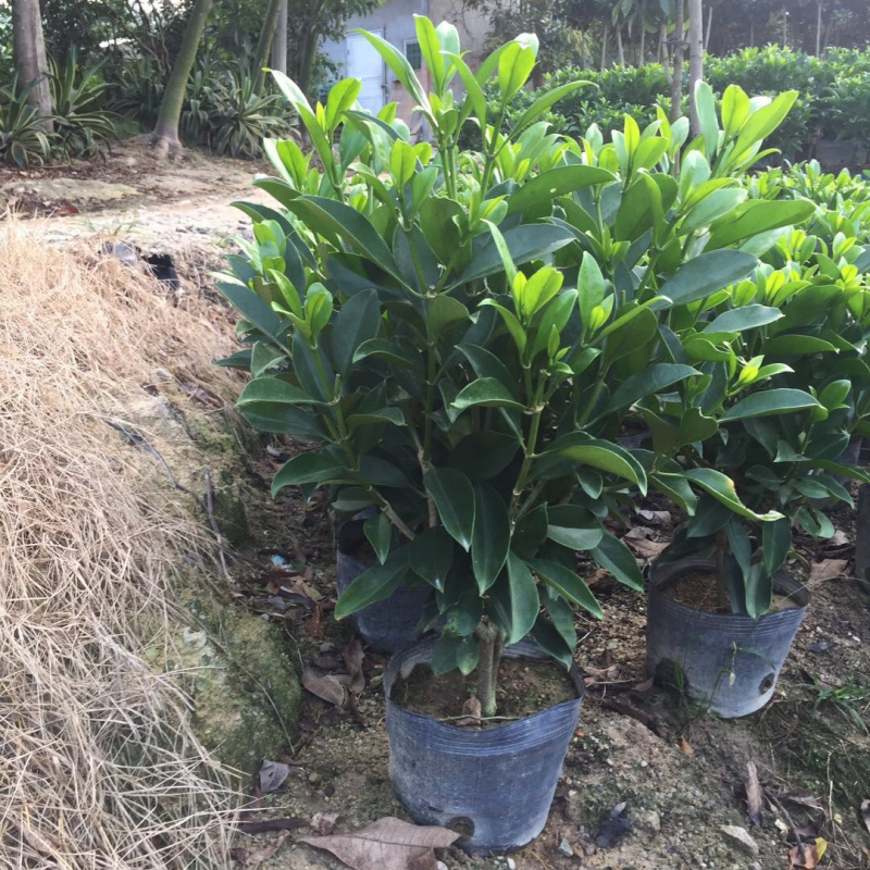 非洲茉莉室内客厅庭院大型花卉盆栽植物四季常青净化空气