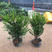 耐寒红豆杉树苗盆栽室内植物净化空气花卉绿植