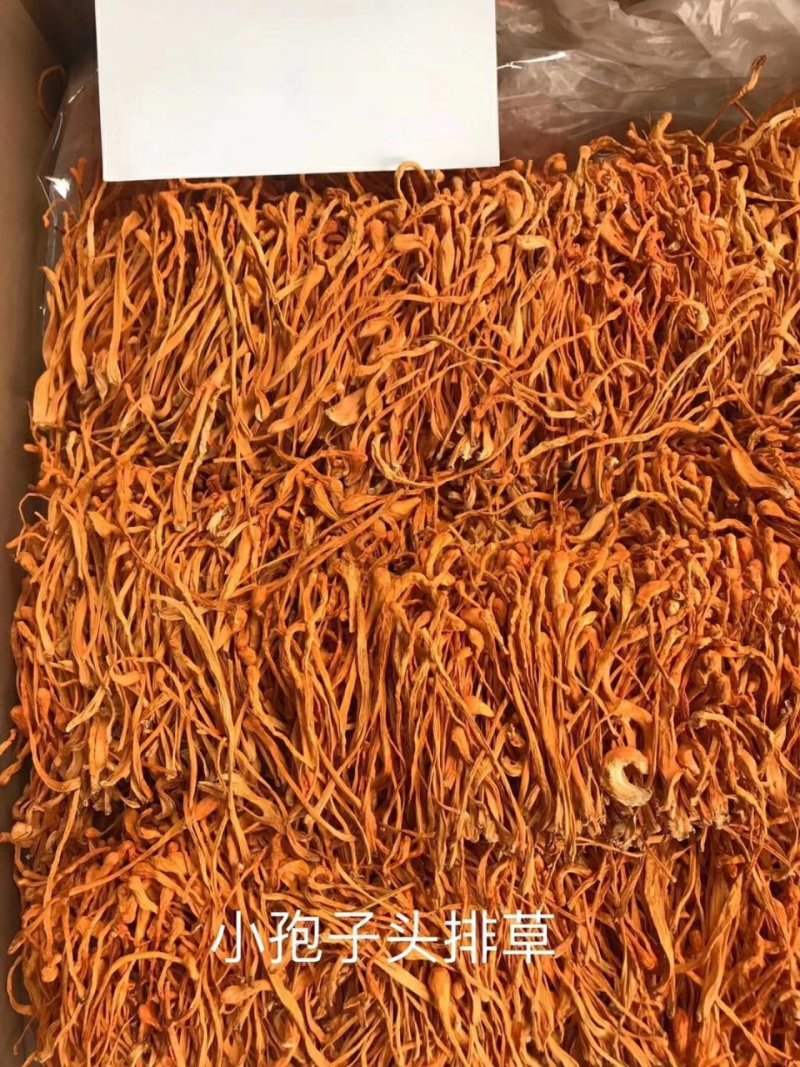 虫草花