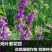 光叶紫花苕种子，改善土壤覆盖杂草果园绿肥牧草种子