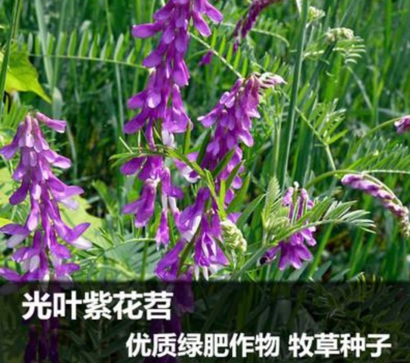 光叶紫花苕种子，改善土壤覆盖杂草果园绿肥牧草种子