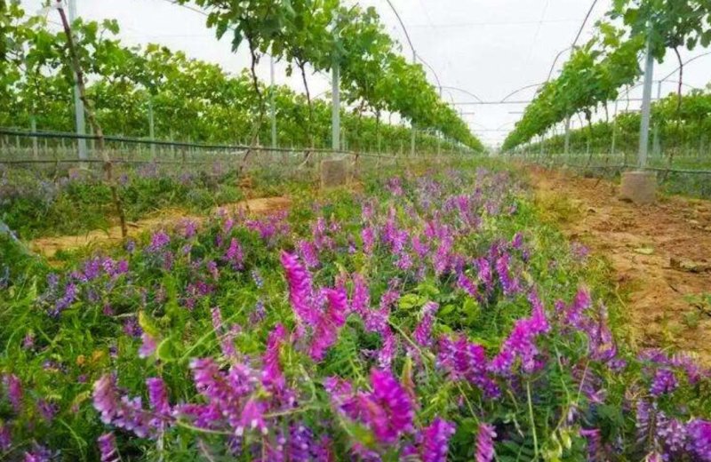 光叶紫花苕种子，改善土壤覆盖杂草果园绿肥牧草种子