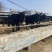 肉驴免费送货货到付款包成活率报销路费