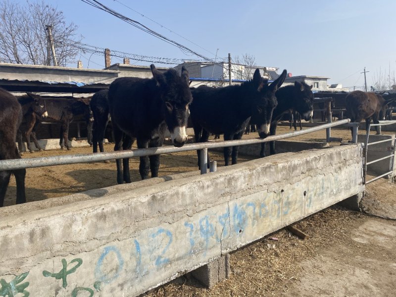 肉驴免费送货货到付款包成活率报销路费