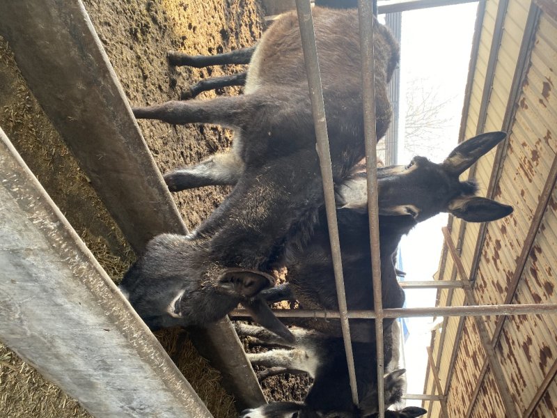 肉驴免费送货货到付款包成活率报销路费