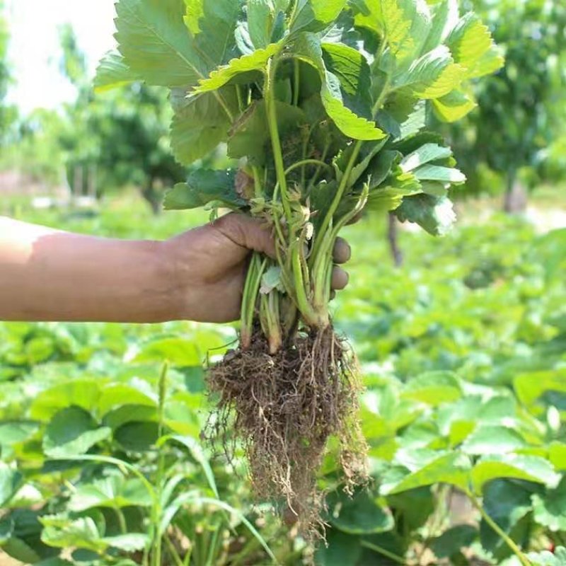 四季草莓苗盆栽带土南北方种植当年结果食用牛奶草莓秧阳台