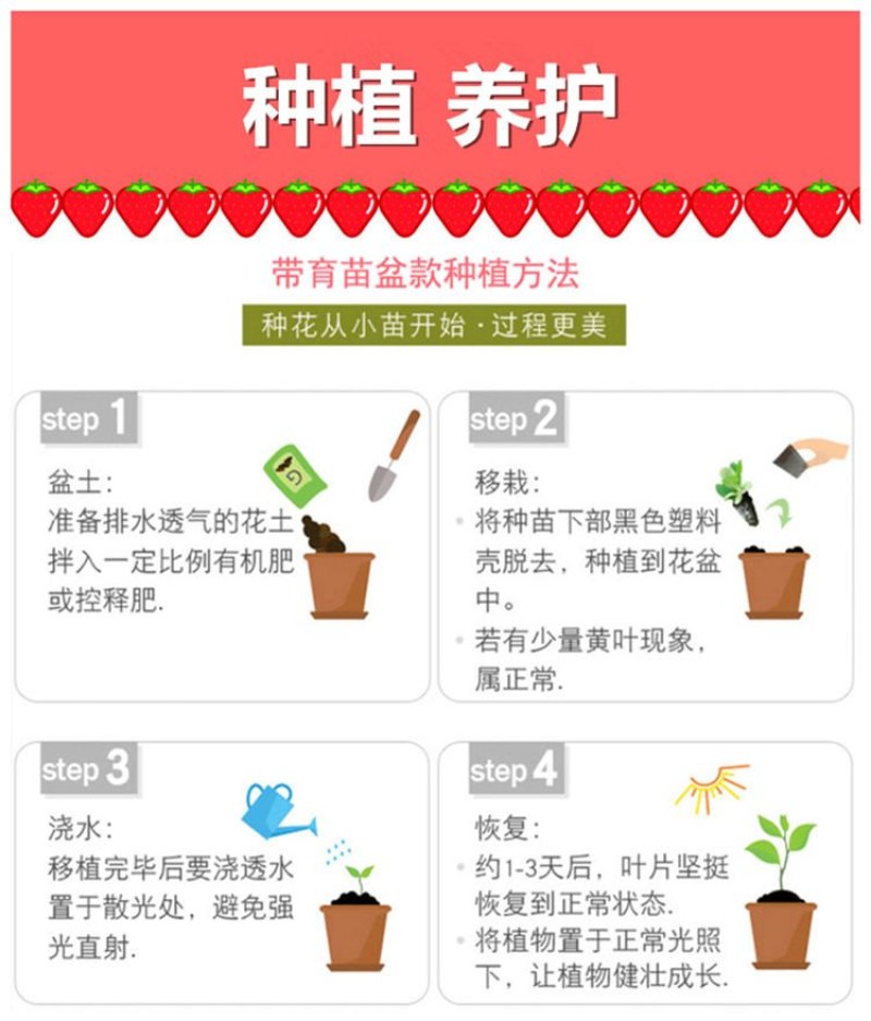 四季草莓苗盆栽带土南北方种植当年结果食用牛奶草莓秧阳台