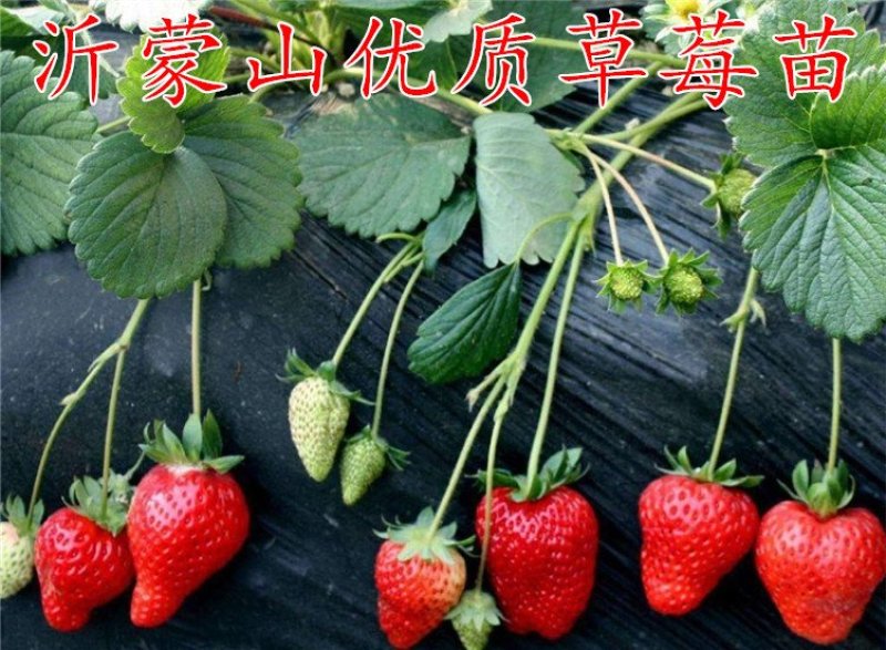 四季草莓苗盆栽带土南北方种植当年结果食用牛奶草莓秧阳台