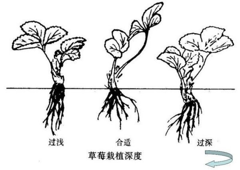 四季草莓苗盆栽带土南北方种植当年结果食用牛奶草莓秧阳台