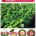 四季草莓苗盆栽带土南北方种植当年结果食用牛奶草莓秧阳台