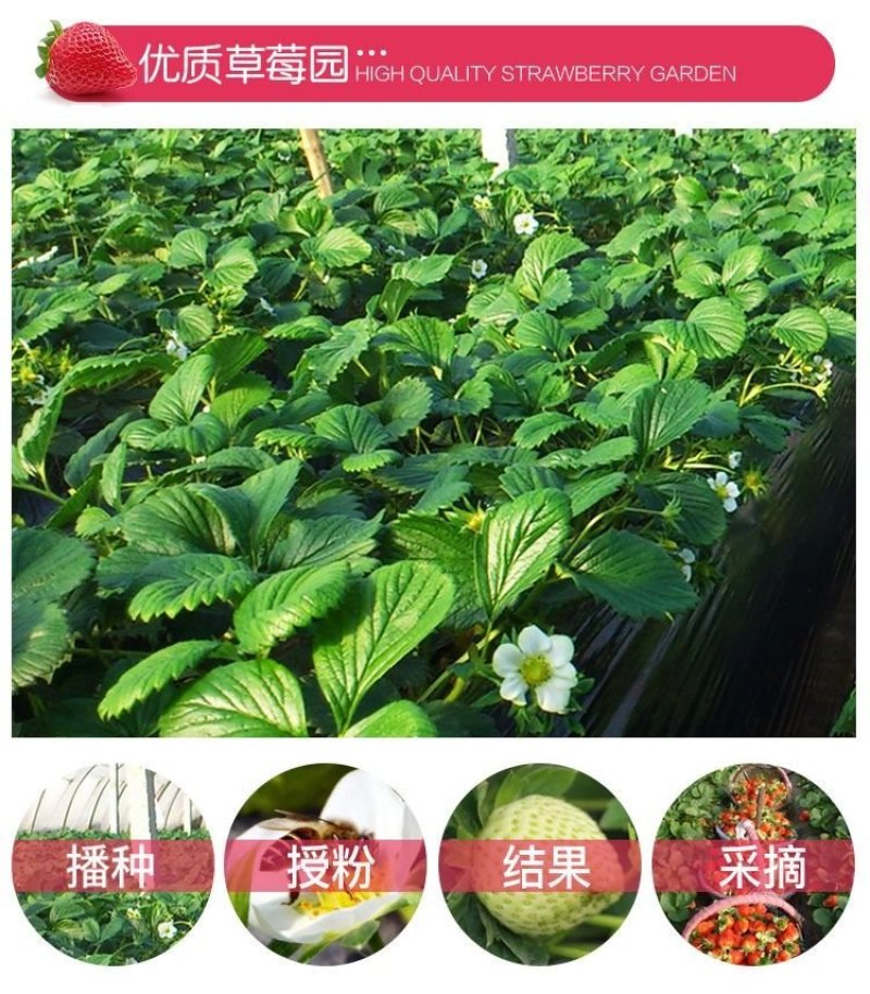 四季草莓苗盆栽带土南北方种植当年结果食用牛奶草莓秧阳台