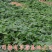 四季草莓苗盆栽带土南北方种植当年结果食用牛奶草莓秧阳台
