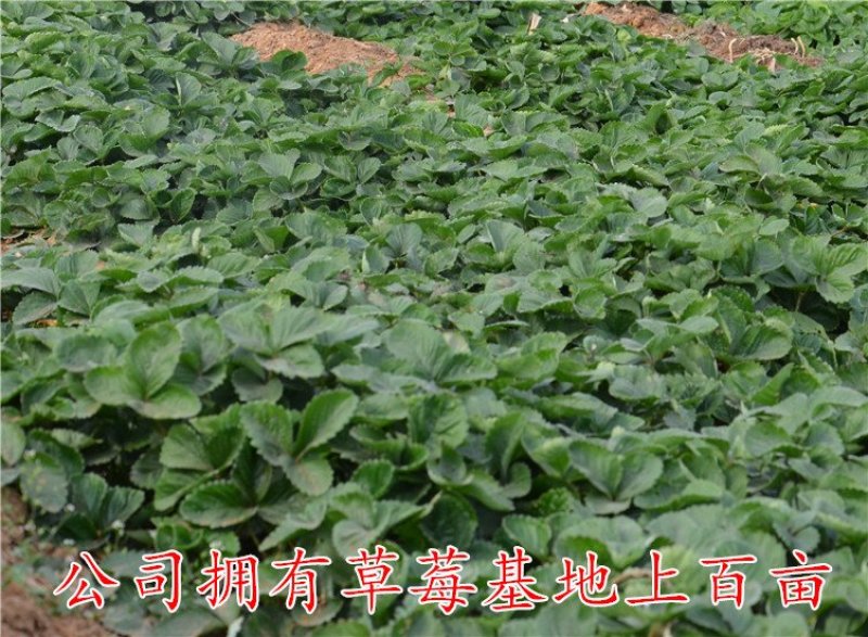 四季草莓苗盆栽带土南北方种植当年结果食用牛奶草莓秧阳台
