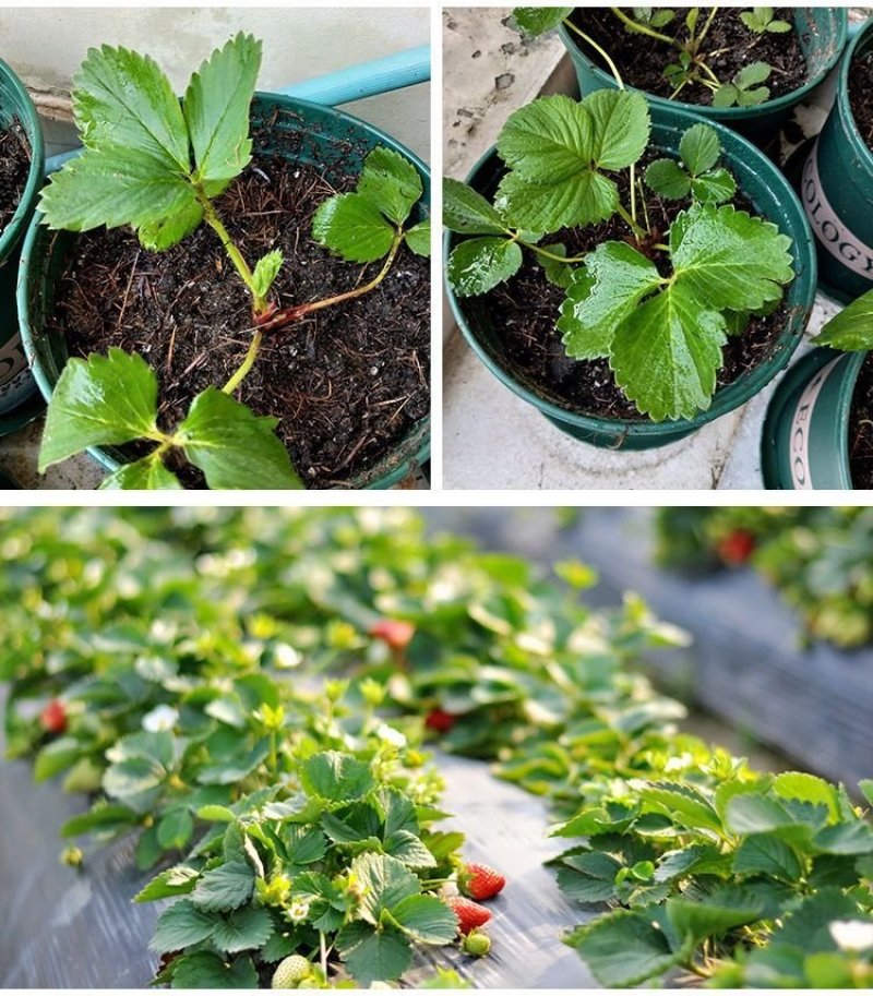 四季草莓苗盆栽带土南北方种植当年结果食用牛奶草莓秧阳台