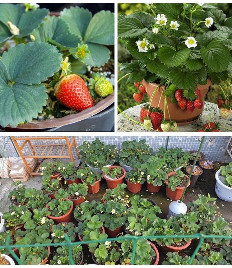 四季草莓苗盆栽带土南北方种植当年结果食用牛奶草莓秧阳台