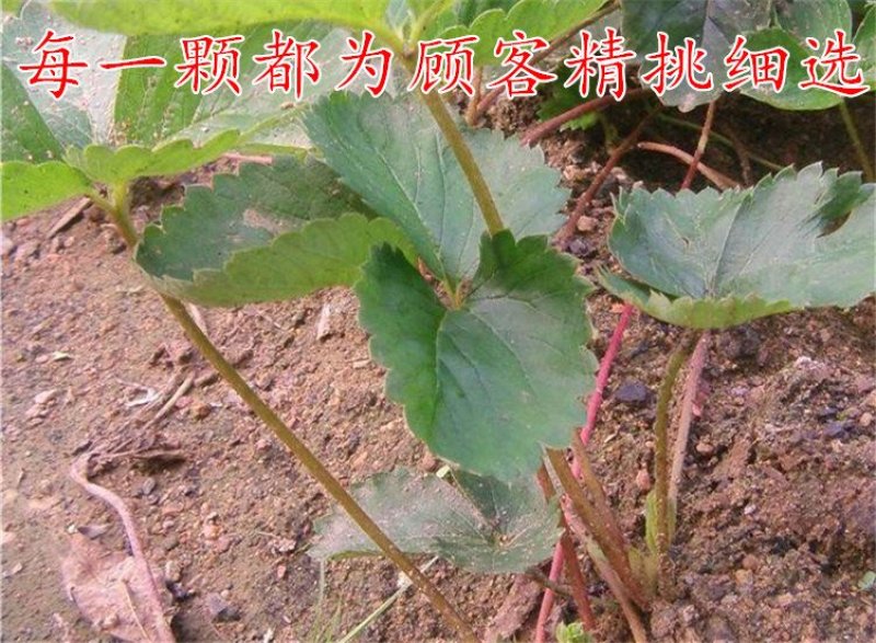 四季草莓苗盆栽带土南北方种植当年结果食用牛奶草莓秧阳台