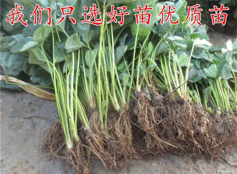 四季草莓苗盆栽带土南北方种植当年结果食用牛奶草莓秧阳台