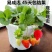 四季草莓苗盆栽带土南北方种植当年结果食用牛奶草莓秧阳台