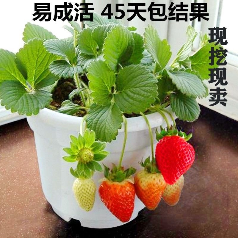 四季草莓苗盆栽带土南北方种植当年结果食用牛奶草莓秧阳台