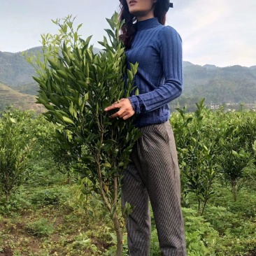 爱媛38，耙耙柑，不知火，沃柑，金秋，爱沙挂果树，