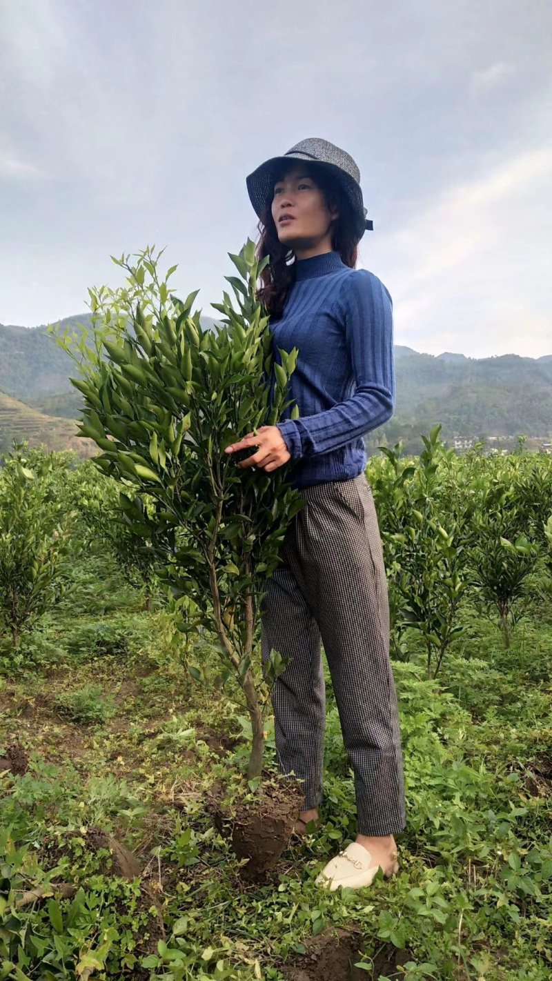 红橘树桩，耙耙柑，爱媛，不知火，沃柑，金秋，明日见挂果树