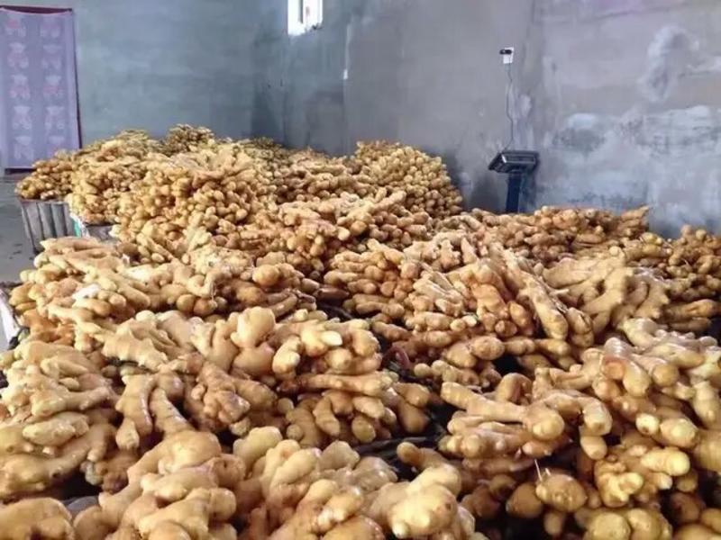 安丘市面姜小黄姜大量供应中代收代发。。。